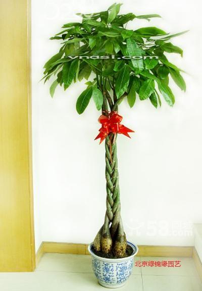 供應(yīng)北京鮮花速遞北京綠植租擺花卉出租