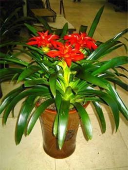 供應(yīng)北京盆栽銷(xiāo)售公司綠植租擺服務(wù)