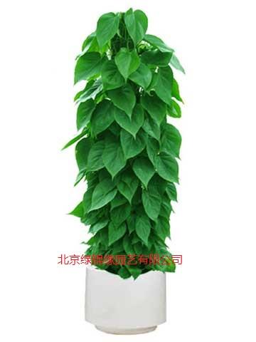 供應花卉租擺綠植出租 北京花卉租擺、綠植出租、綠植租賃