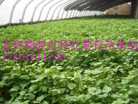 供應(yīng)脫毒紅薯苗紅薯苗紅薯種