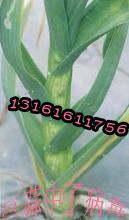 供應(yīng)大蒜種子特價銷售