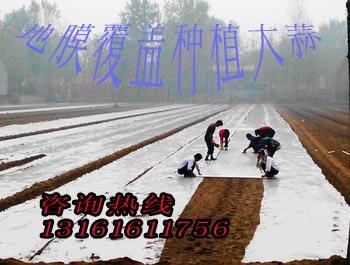 供應(yīng)金蒜一號紫皮蒜王