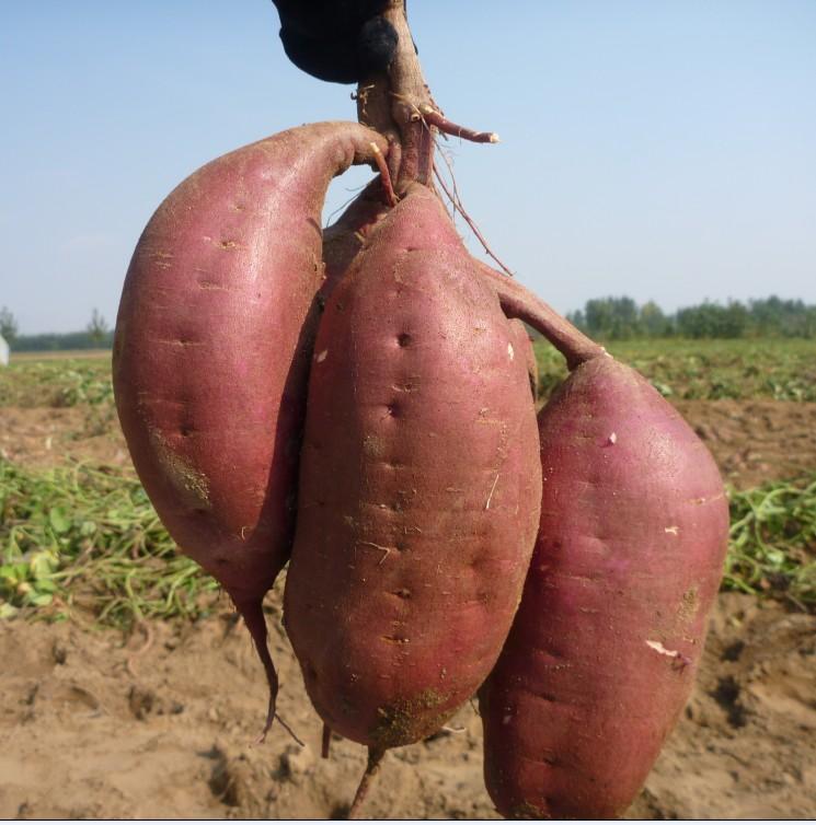 供應(yīng)脫毒紅薯苗紅薯苗紅薯種