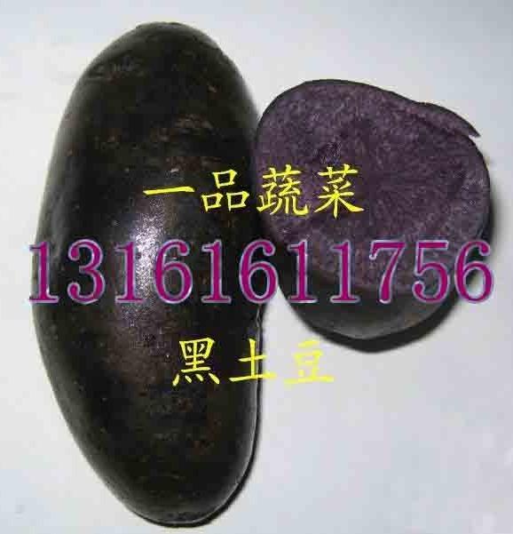 供應(yīng)脫毒馬鈴薯種子