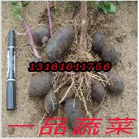 供應黑色馬鈴薯種黑美人