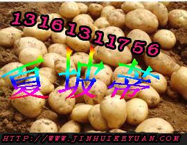 供應(yīng)脫毒馬鈴薯種子