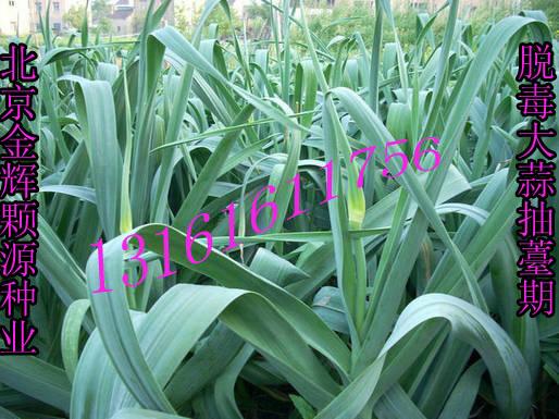 供應(yīng)金蒜一號紫皮蒜王