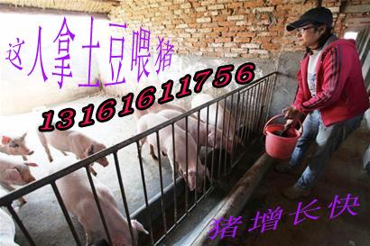 供應(yīng)土豆種土豆種植土豆的美麗傳說(shuō)