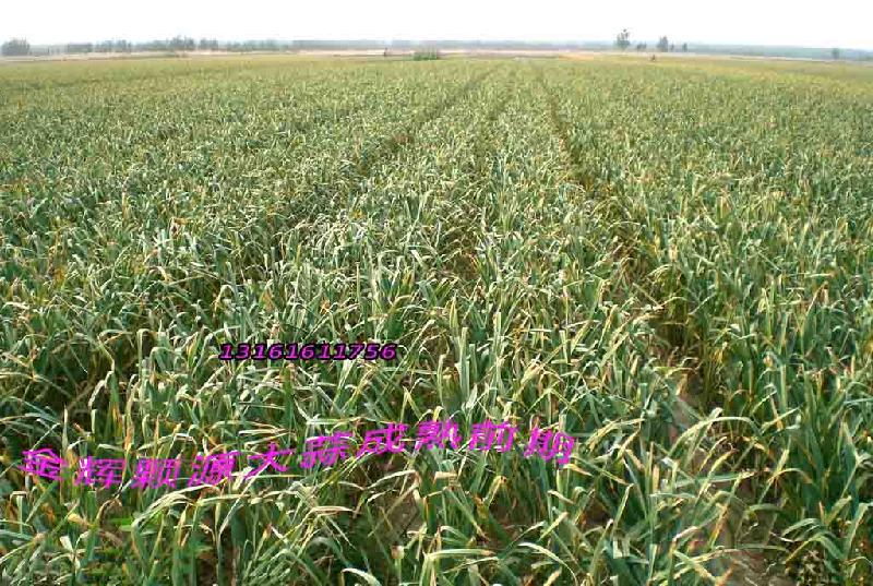 大蒜圖片/大蒜樣板圖 (4)