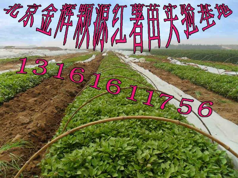 供應(yīng)商薯19含淀粉高的紅薯種