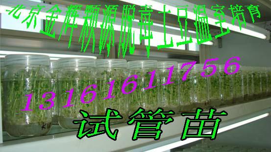供應土豆種子興佳2號優(yōu)質(zhì)高產(chǎn)荷蘭馬鈴薯種批發(fā)價