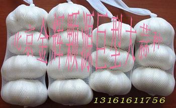 供應(yīng)大蒜種子特價銷售