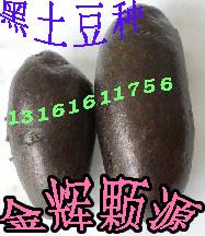 供應黑色馬鈴薯種黑美人