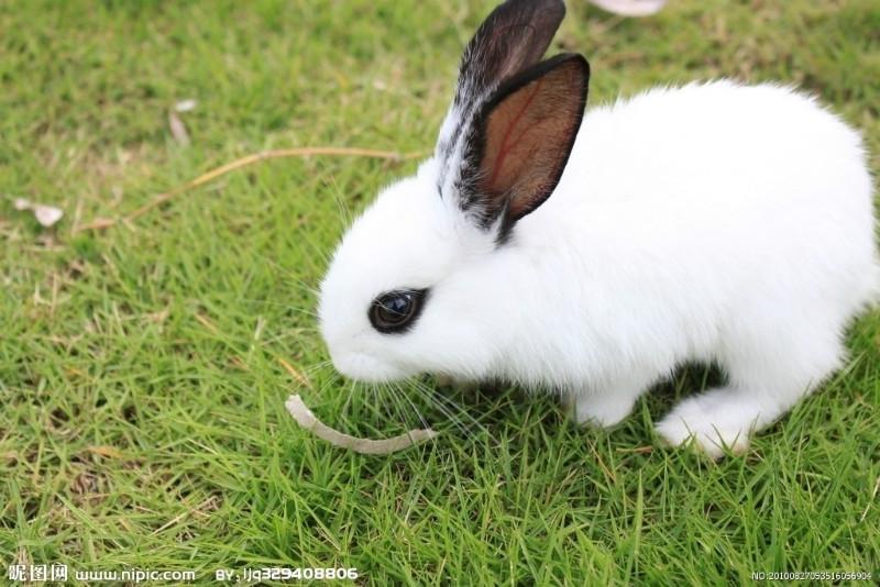 供應(yīng)獺兔￥肉兔￥野兔￥長毛兔價格及養(yǎng)殖