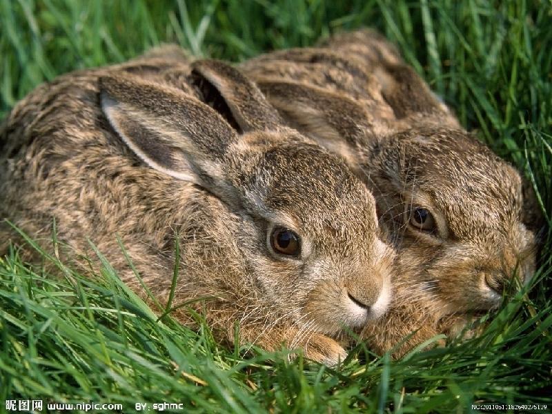 供應(yīng)獺兔￥肉兔￥野兔￥長毛兔價格及養(yǎng)殖