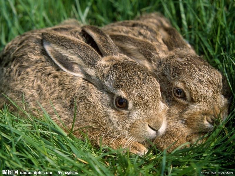 供應獺兔肉兔野兔的價格