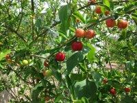 供應(yīng)針葉櫻桃干粉廠家直銷