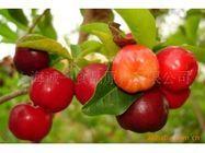 供應(yīng)海南針葉櫻桃汁直銷