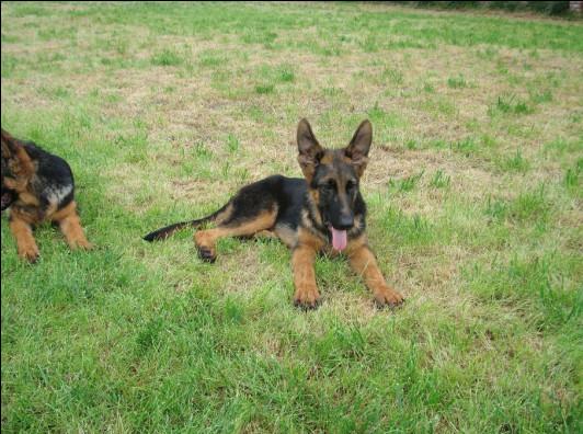 供應(yīng)吉林省牧羊犬幼犬