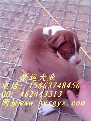 供應比特犬價格