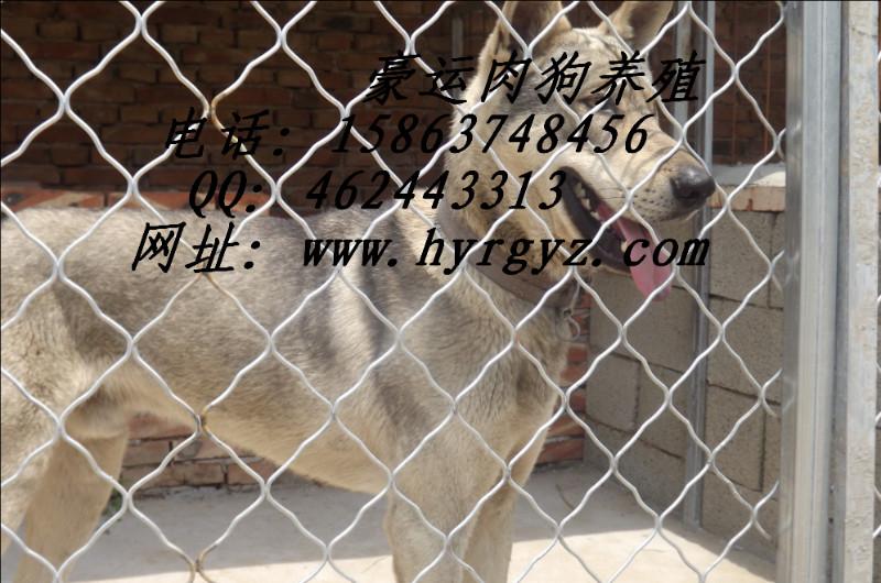 供應吉林*青圖片