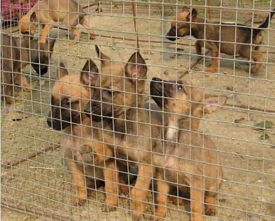 供应马犬幼犬价格