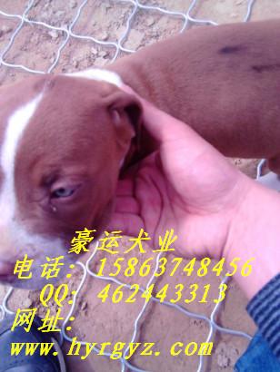 供應比特犬價格