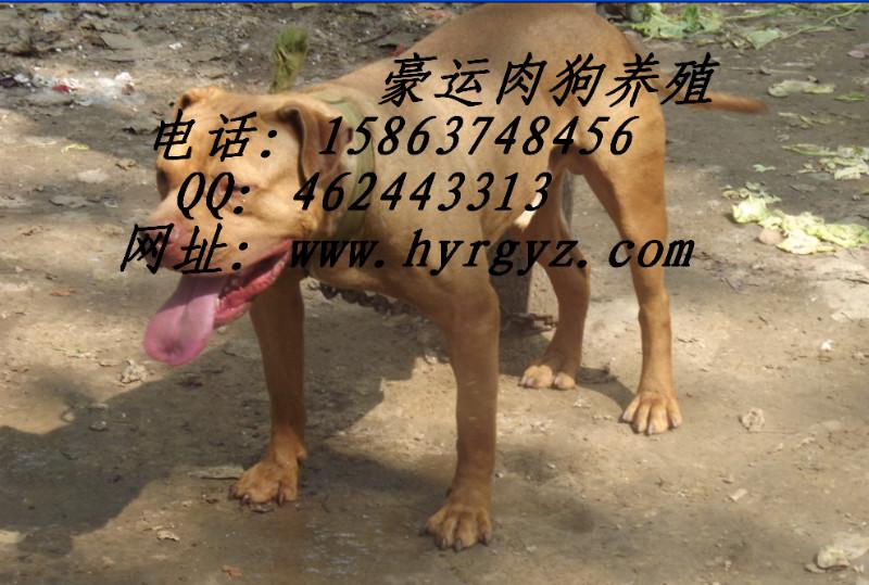 供应比特犬价格