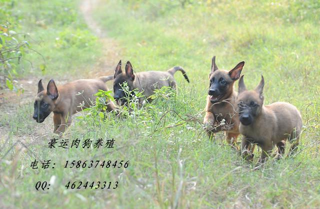 供应山东省马犬价格