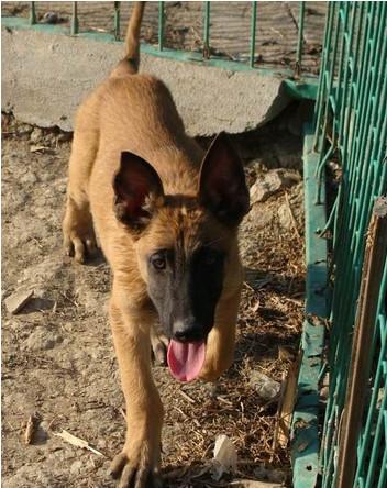 山東省馬犬幼犬圖片