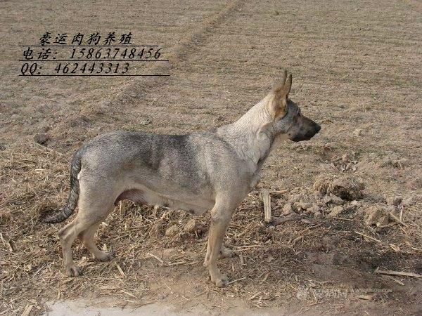 江苏省狼青犬图片