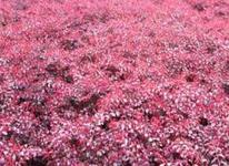 供應(yīng)紅花繼木  福建紅花繼木   紅花繼木報(bào)價(jià)