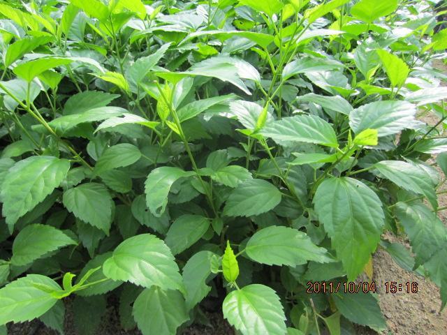 供應(yīng)彩葉扶桑，福建彩葉扶桑，彩葉扶桑價(jià)格