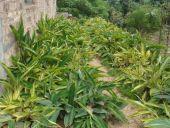 供應(yīng)花葉良姜求購(gòu)；花葉良姜報(bào)價(jià)；花葉良姜供應(yīng)