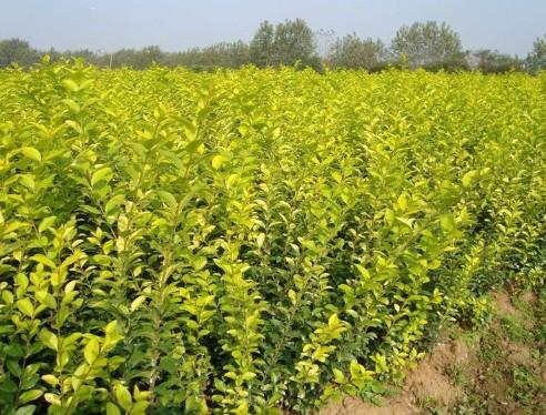 供應福建花葉良姜批發(fā)/福建花葉良姜