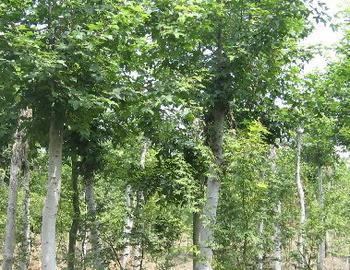 供應(yīng)重陽木山東重陽木價(jià)格