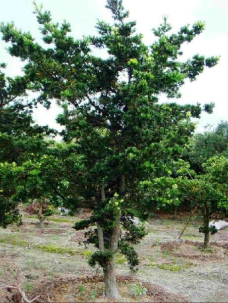 供應福建花葉良姜批發(fā)/福建花葉良姜