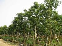 供應重陽木價格/福建重陽木