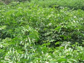 供應(yīng)重陽木山東重陽木價(jià)格