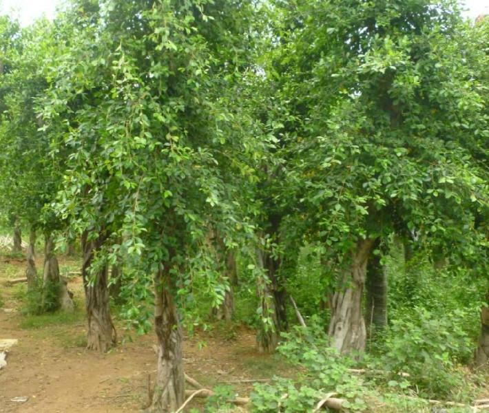 供應小葉榕浙江小葉榕報價