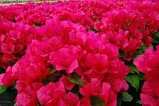 供應福建漳州三角梅-福建漳州三角梅價格-福建漳州三角梅批發(fā)/采購