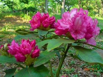 供應(yīng)彩葉扶桑，福建彩葉扶桑，彩葉扶桑價(jià)格