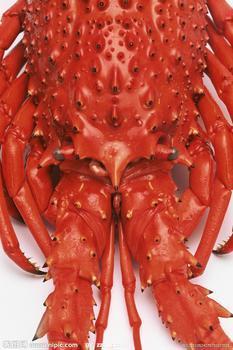 純正龍蝦香精，廠家直銷