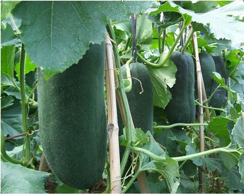 廣州冬瓜荷葉保健茶批發(fā)冬瓜皮荷葉圖片