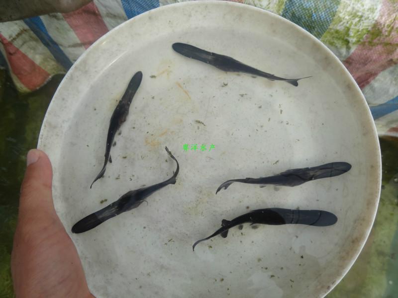 供應鴨嘴魚（匙吻鱘魚）鴨嘴鱘