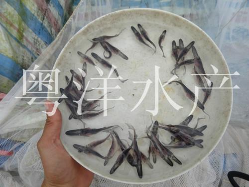 供应鸭嘴鱼（匙吻鲟鱼）鸭嘴鲟图片