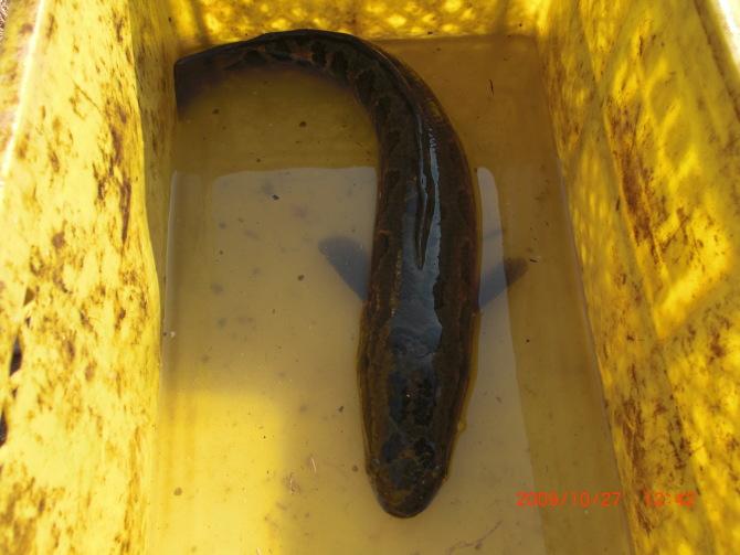 批發(fā)雜交烏鱧魚苗圖片