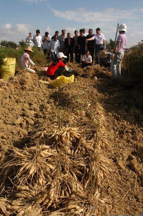 產(chǎn)地常年大量供應(yīng)新鮮天門冬 生天冬廣東煲燙用生天冬 原生態(tài)生 現(xiàn)