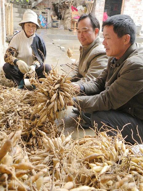 产地常年大量供应新鲜天门冬 生天冬广东煲烫用生天冬 原生态生 现