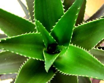 蘆薈甙20%  蘆薈提取物 Aloin  1415-73-2